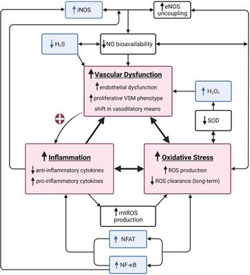 Vascular Health Triad in Humans With Hypertension—Not the Usual Suspects